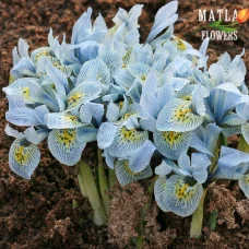 Ірис Reticulata Katharine Hodgkin